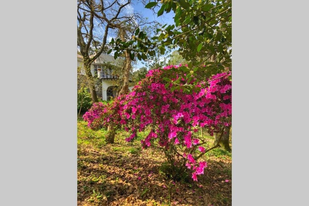 Quinta Biologica, Com Vista, Na Serra De Sintra Exteriör bild