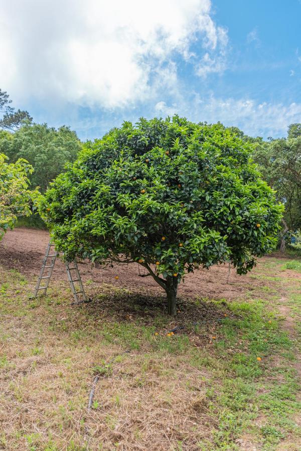 Quinta Biologica, Com Vista, Na Serra De Sintra Exteriör bild